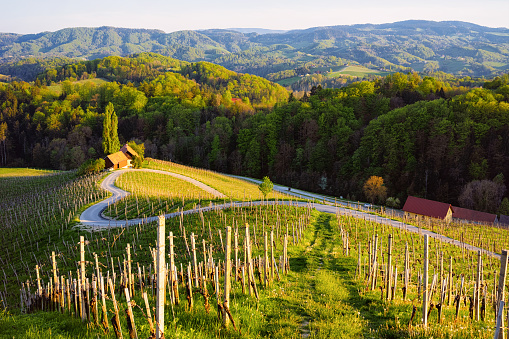 La Slovenia del Vino, una terra magica